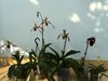 Paphiopedilum 